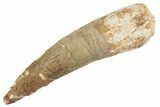 Fossil Spinosaurus Tooth - Real Dinosaur Tooth #368019-1